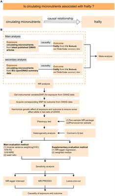 A Mendelian randomization study to examine the causal associations of circulating micronutrient levels with frailty risk